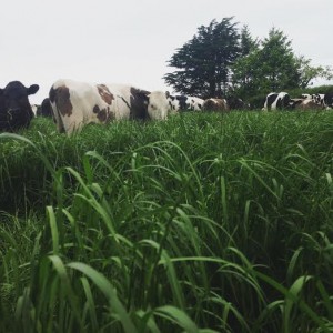 cows grazing at Skinners Farm