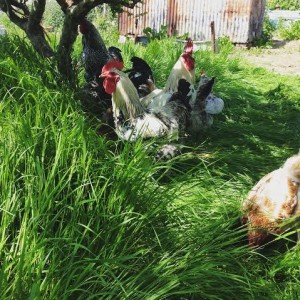 happy chickens at Skinners Farm