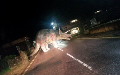 Triceratops in road!