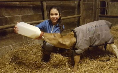 Premature calf survives with TLC