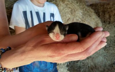 New arrivals – 10 kittens!